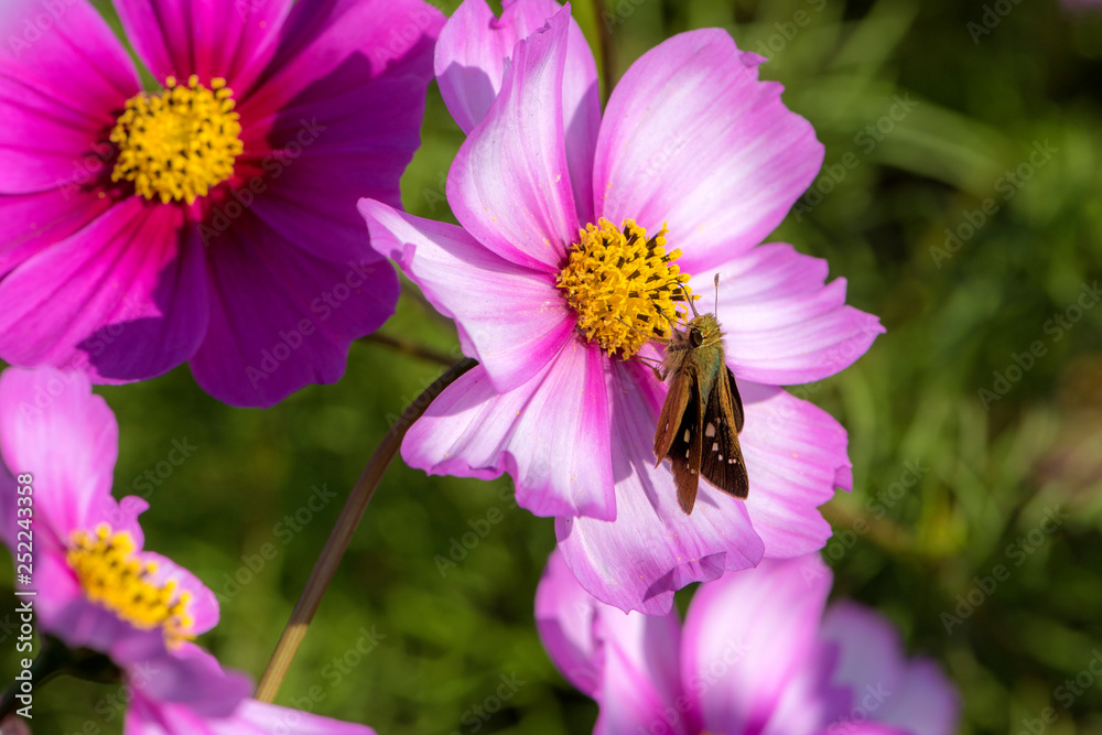 Butterfly insects flying on yellow straw Chrysanthemum Butterfly insects flying on yellow straw Chrysanthemum