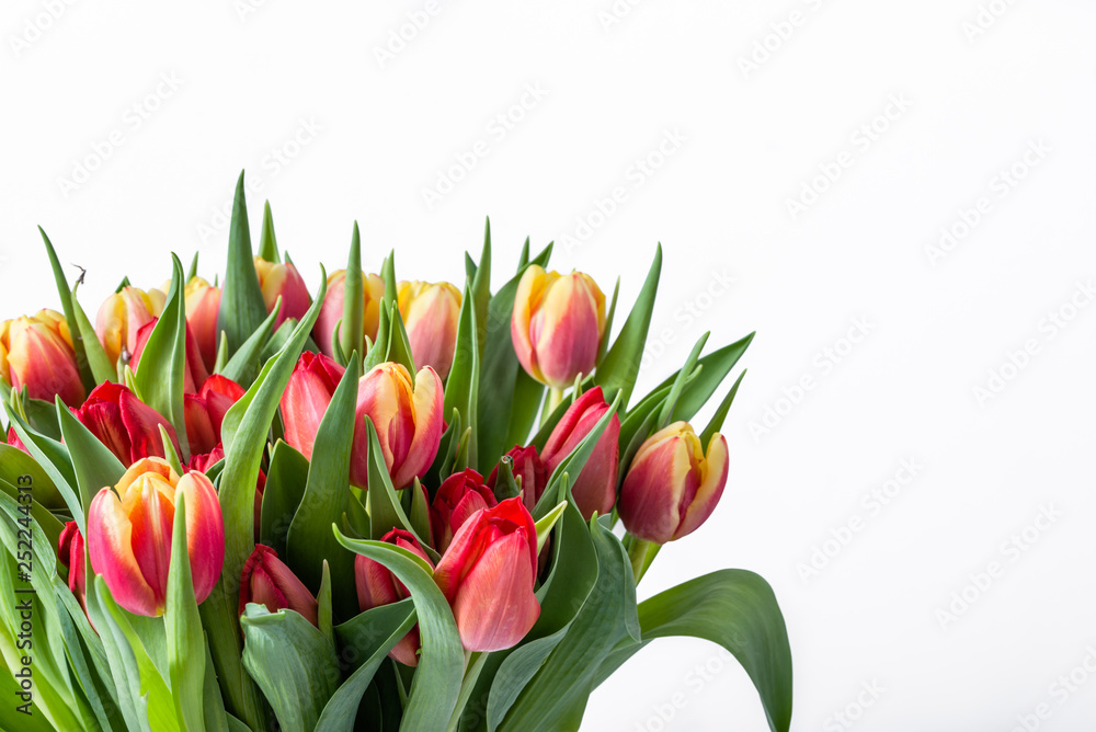 Spring easter tulip bouquet on white background. Mothers day flowers or gift for international women day at 8 march. Spring easter tulip bouquet on white background. Mothers day flowers or gift for international women day at 8 march.