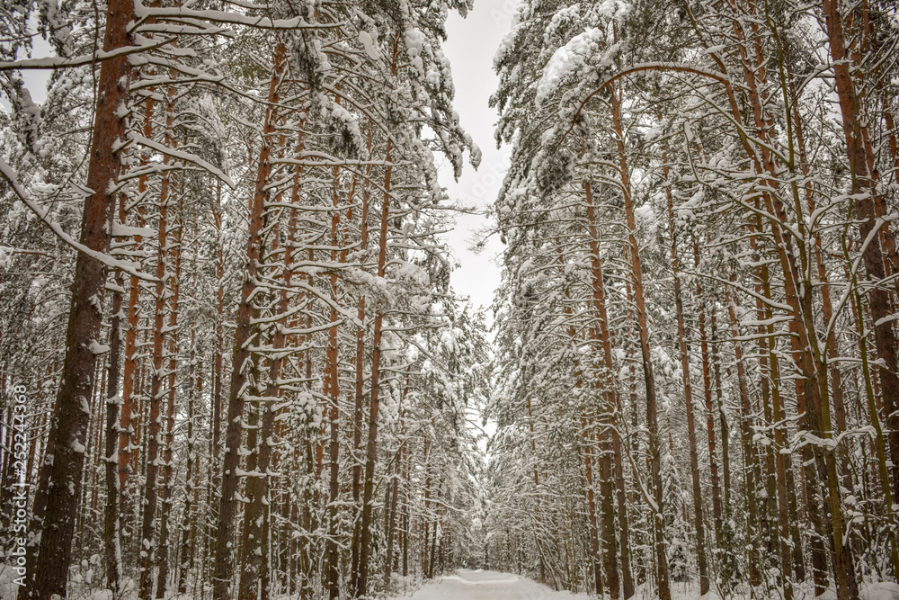Fototapeta premium Surprisingly beautiful winter forest.