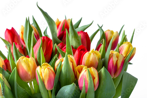 Bunch of tulips on white background, women's day card or mother's day flowers