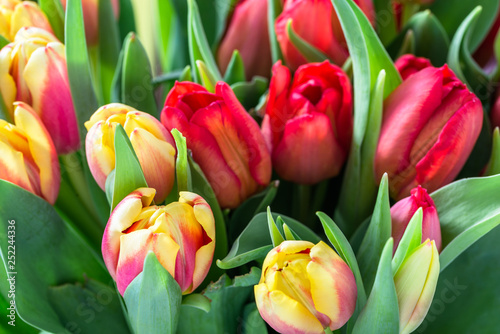 Bouquet of tulips  spring flowers background