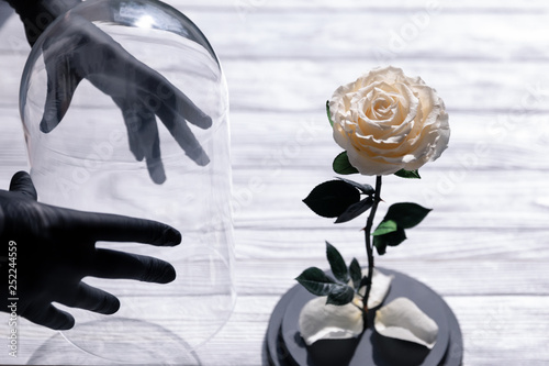 A white rose in a glass flask, an ever-living flower. The perfect gift for mother's day, valentine's day, anniversary or birthday.