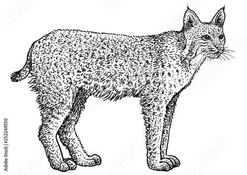 Bobcat, Lynx rufus illustration, drawing, engraving, ink, line art, vector