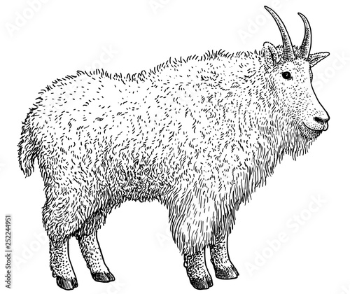 Mountain goat illustration, drawing, engraving, ink, line art, vector