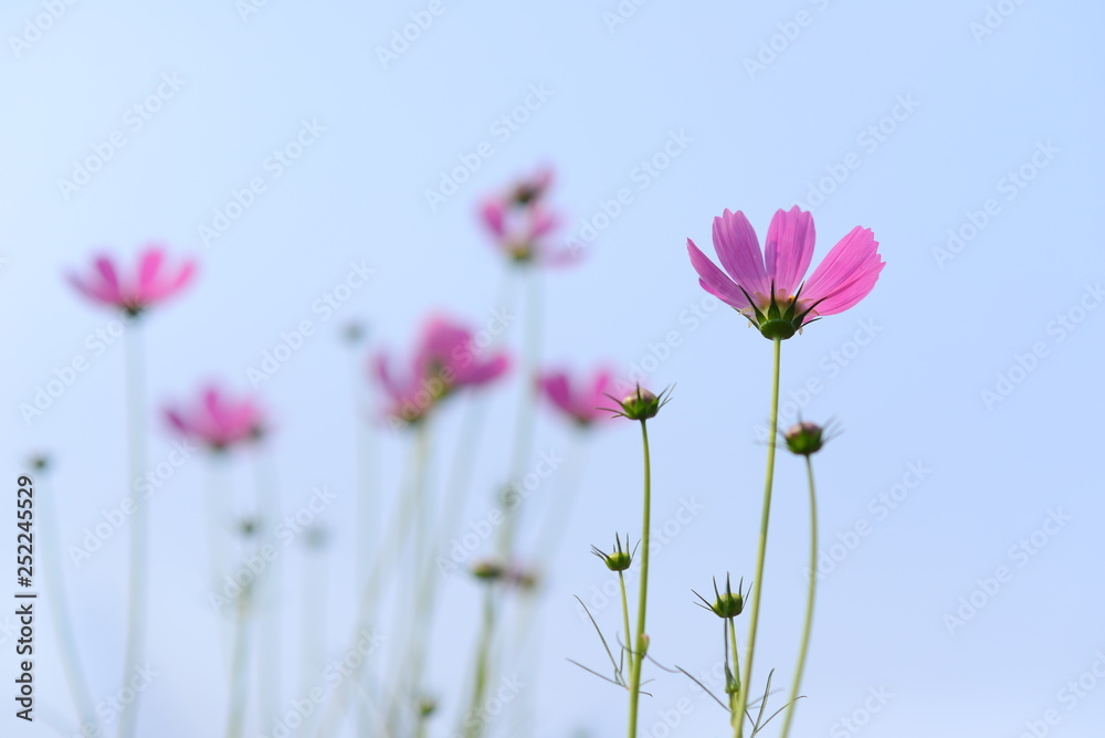 Beautiful pink sulfur cosmos flower with sky. Selective focus.