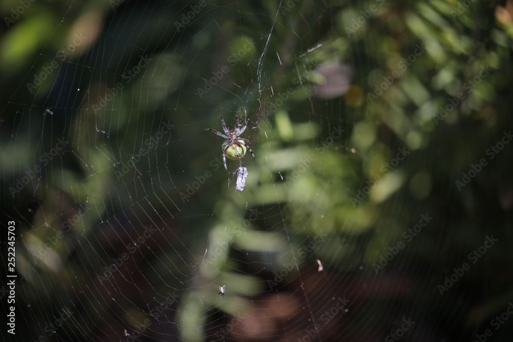 green spider on web Araniella Cucurbitina green spider on web Araniella Cucurbitina