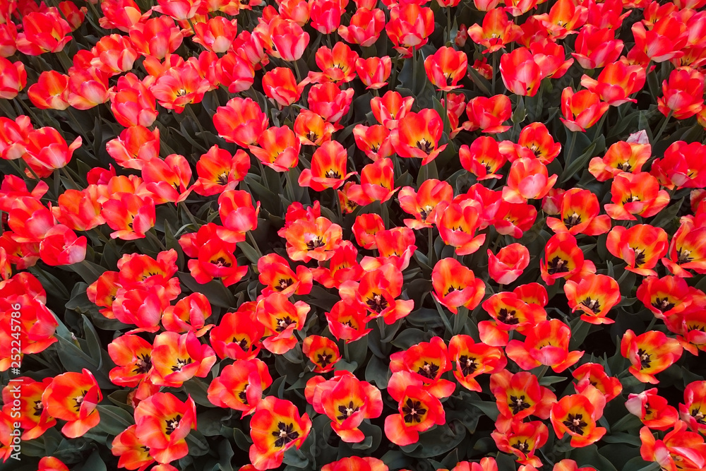 A field with many beautiful tulips. A field with many beautiful tulips.