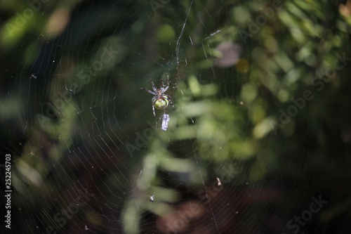 green spider on web Araniella Cucurbitina