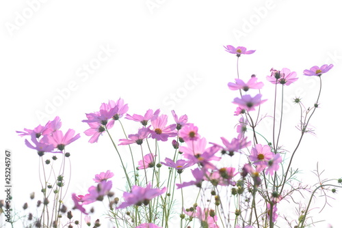 Beautiful pink sulfur cosmos flower isolated on white background. Selective focus. © 249 Anurak