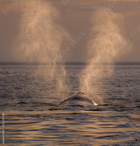 whale breathing, Peninsula Valdes,, Patagonia, Argentina