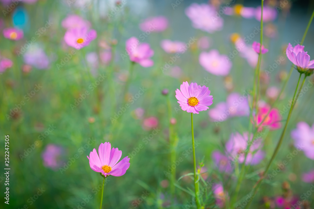 Beautiful pink sulfur cosmos flower. Selective focus. Beautiful pink sulfur cosmos flower. Selective focus.