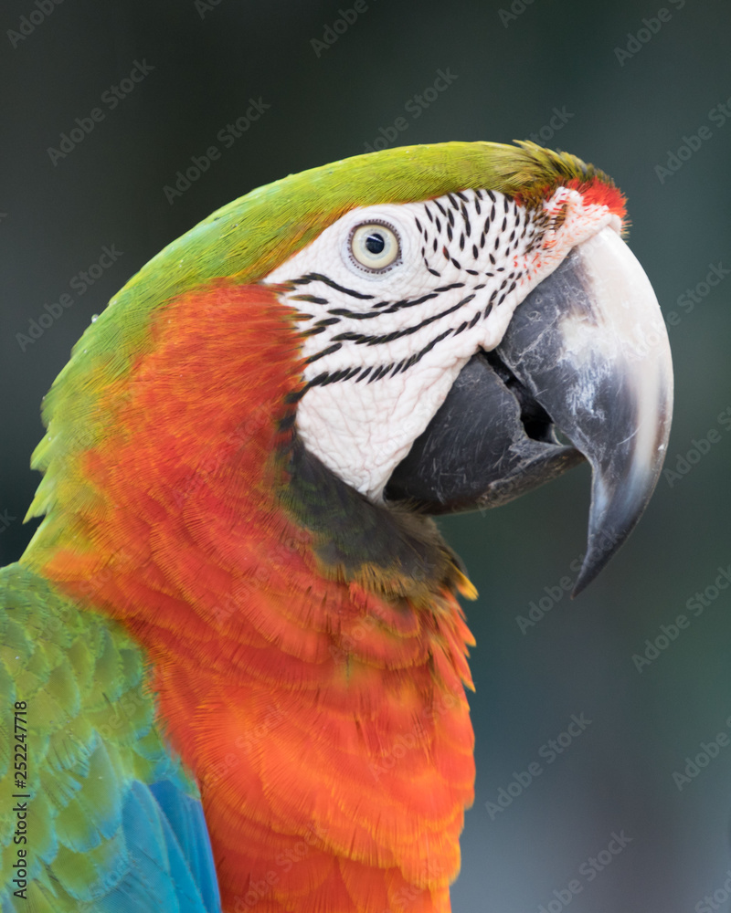 close up of a colorful macaw's head