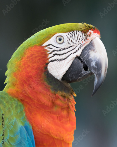 close up of a colorful macaw's head