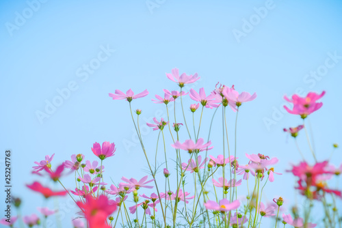 Beautiful white sulfur cosmos flower with sky. Selective focus.