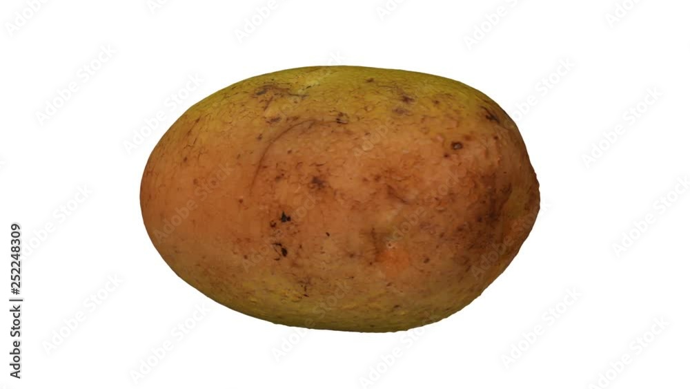 Realistic render of a rotating melody potato on white background. The video is seamlessly looping, and the object is 3D scanned from a real potato. Realistic render of a rotating melody potato on white background. The video is seamlessly looping, and the object is 3D scanned from a real potato.