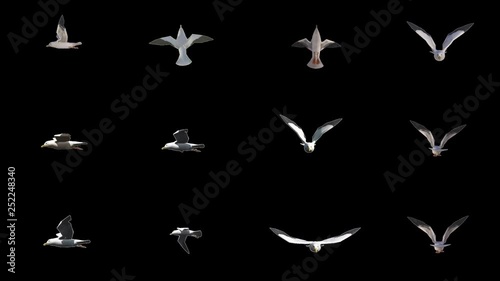 Loopable single flying sea gulls from different perspectives with alpha channel