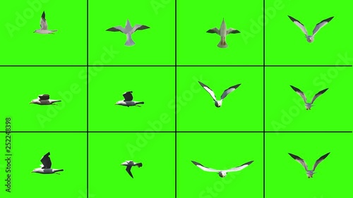 Loopable single flying sea gulls from different perspectives with chroma key