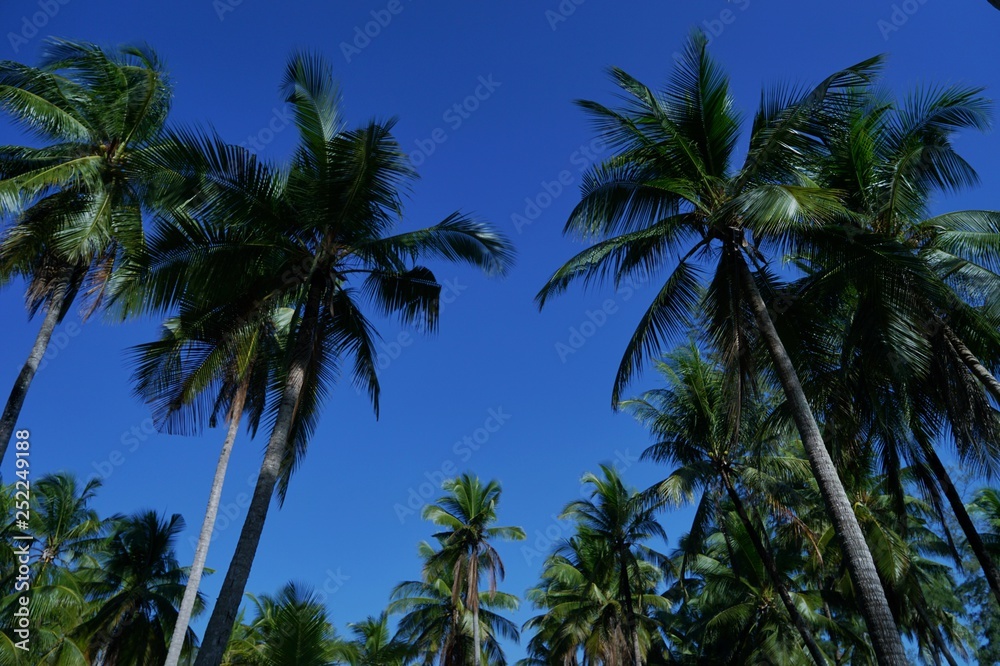 Fototapeta premium palm trees and blue sky