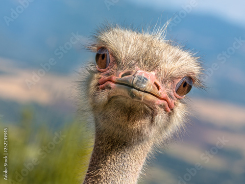 Potrait of an Ostrich diagonal