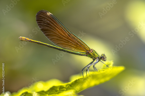 Copper demoiselle female dragonfly