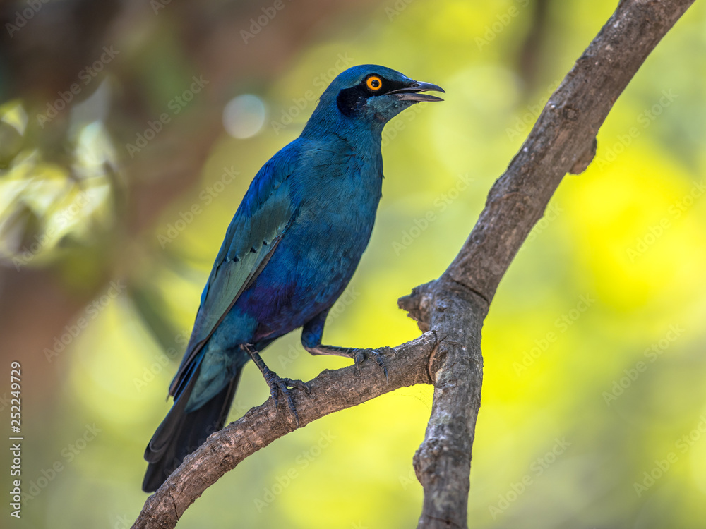 Greater blue eared Starling
