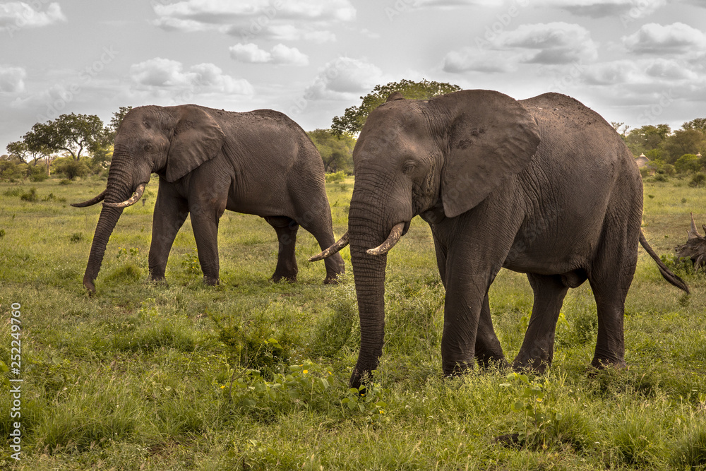 Fototapeta premium Two African Elephants walking