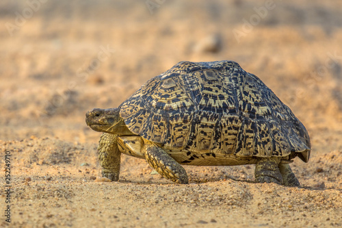 Leopard tortoise walking