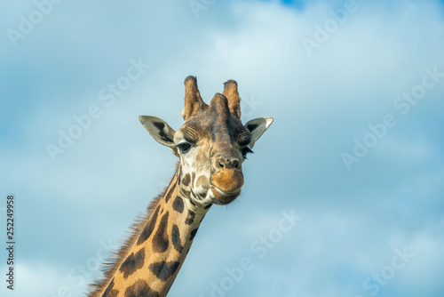 Fototapeta Naklejka Na Ścianę i Meble -  looking up at a giraffe with cloudy sky background