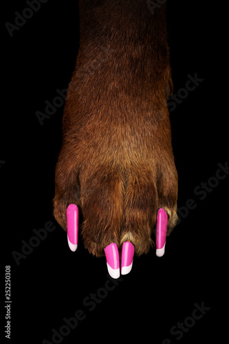 Dog with a pedicure