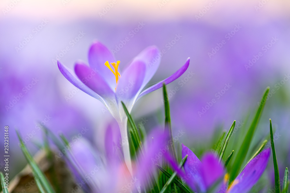 Frühlingsboten: violette Krokusse freigestellt im Blumenmeer