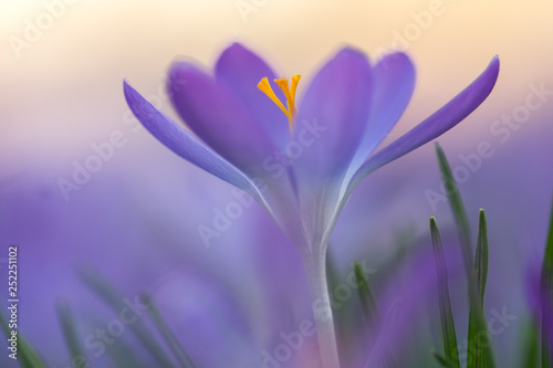 Fr  hlingsboten  violette Krokusse freigestellt im Blumenmeer