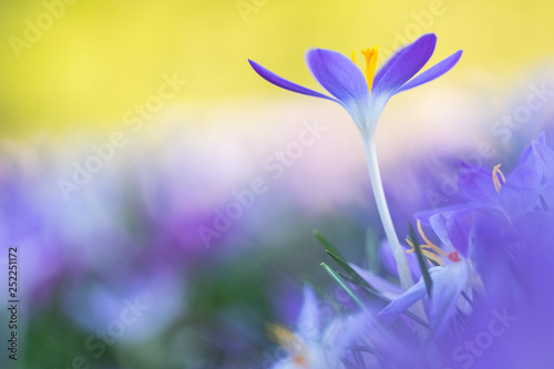 Fototapeta Naklejka Na Ścianę i Meble -  Frühlingsboten: violette Krokusse freigestellt im Blumenmeer