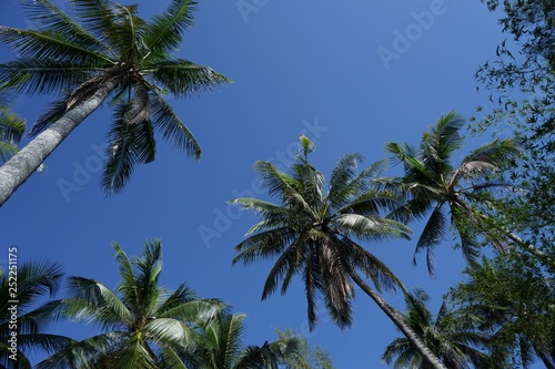 palm trees and blue sky © ATIPPORN