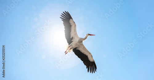 Storch am Himmel