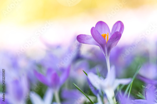 Frühlingsboten: violette Krokusse freigestellt im Blumenmeer © Julia Hermann
