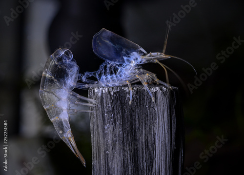 Shedded molt skin (exoskeleton) from amano freshwater shrimp in aquarium