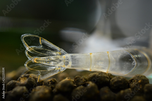 Amano shrimp freshly molted tail fan with high detail photo