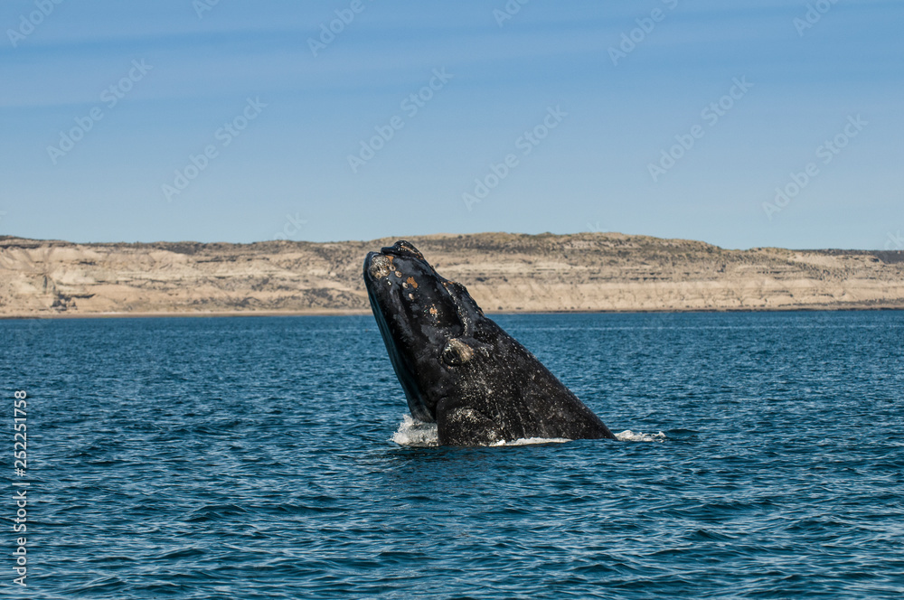 Fototapeta premium Whale jumping in Peninsula Valdes,, Patagonia, Argentina