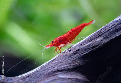 Sakura freshwater shrimp walking on manzanita driftwood in freshwater aquarium
