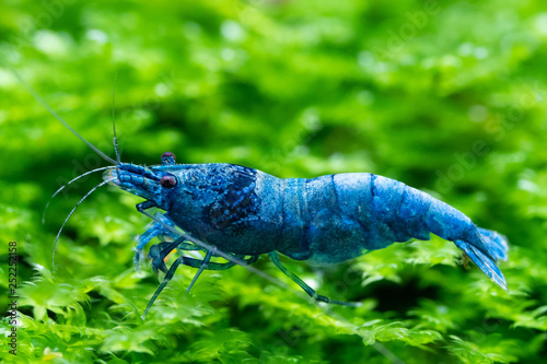 Blue bolt ornamental shrimp eating commercial food while standing on healthy aquatic moss in freshwater aquarium photo