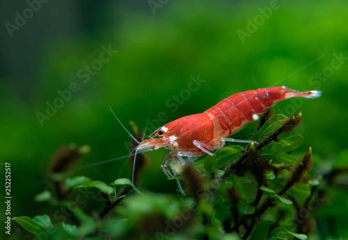 Super red Santa shrimp standing on Hymenophyllaceae Wayanad aquatic plant photo