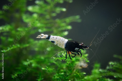 Pinto aquarium pet shrimp standing on aquatic moss in freshwater aquarium photo