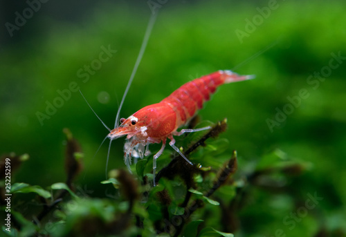 Super red (santa) shrimp standing on Hymenophyllaceae Wayanad plant in freshwater aquarium photo