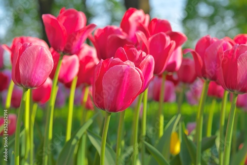 Pink red tulips in pastel coral tints at blurry background  closeup. Growing spring flowers. Fresh spring flowers in the garden with soft sunlight for your floral poster  wallpaper or holidays card.