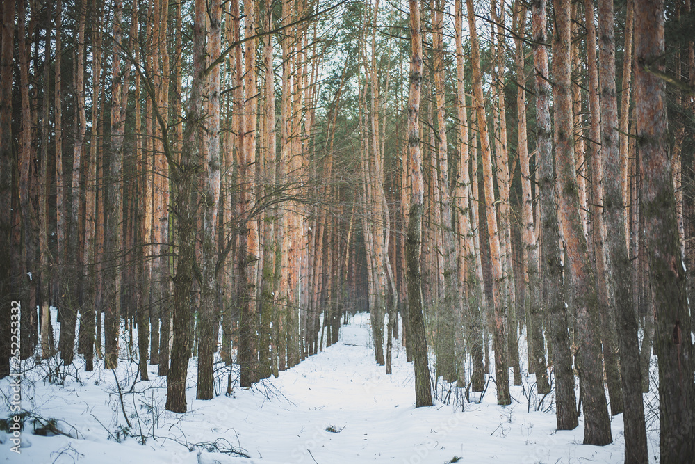 Winter photo of a wood with pine trees. Natural image from the spruce forest. Snowy weather.