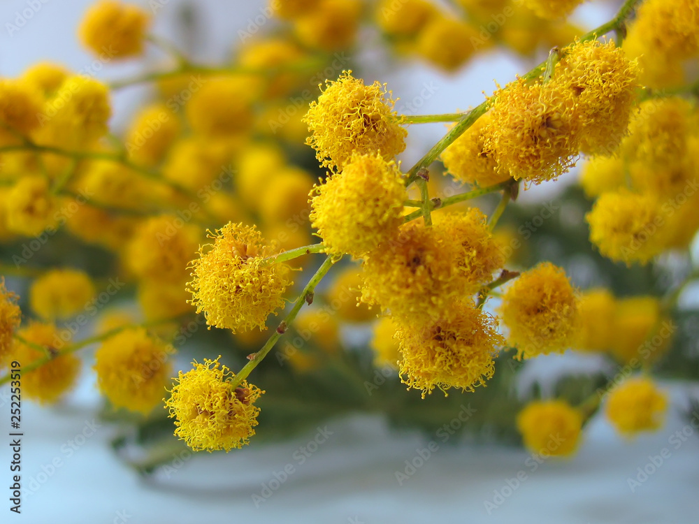 Silver wattle Acacia dealbata flowers close up Silver wattle Acacia dealbata flowers close up