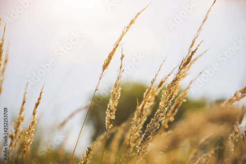 Dry spikelets of the high grass are growing in the autumn field. Herbs of wheat in the nature. Beautiful plants background.