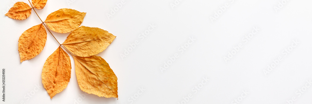 White empty background with space for text. Copy space. Colorful yellow autumnal leaf. Minimalistic composition. Panoramic real photo White empty background with space for text. Copy space. Colorful yellow autumnal leaf. Minimalistic composition. Panoramic real photo