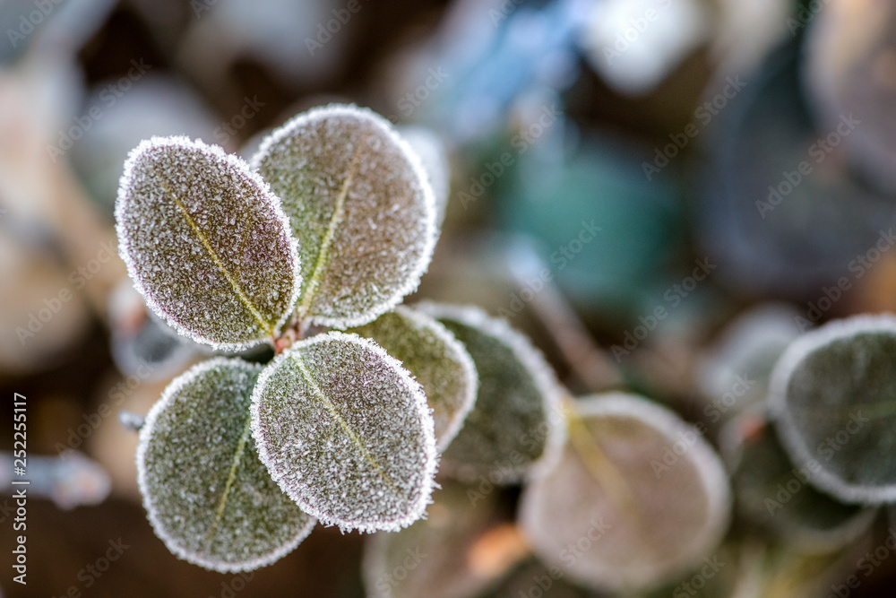 Fog on Wild Plants in Foggy Winter Fog on Wild Plants in Foggy Winter