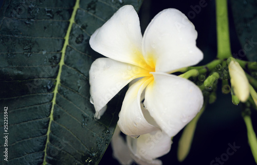 White frangipani flowers with water drops after the rain in tropics close up. Beautiful nature background